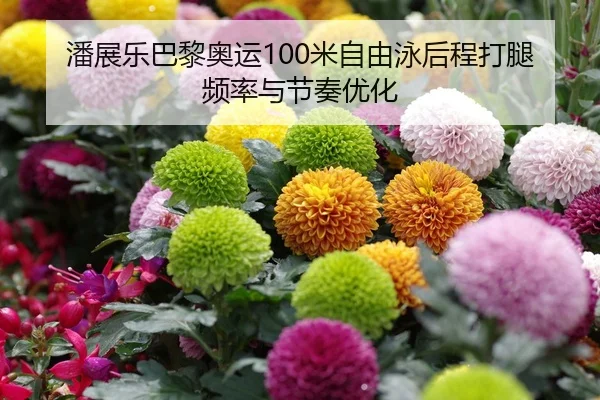潘展乐巴黎奥运100米自由泳后程打腿频率与节奏优化